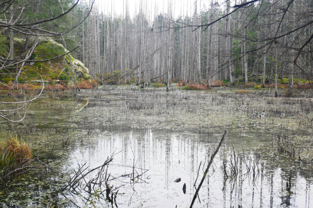 Last views of the bog, close to the carpark