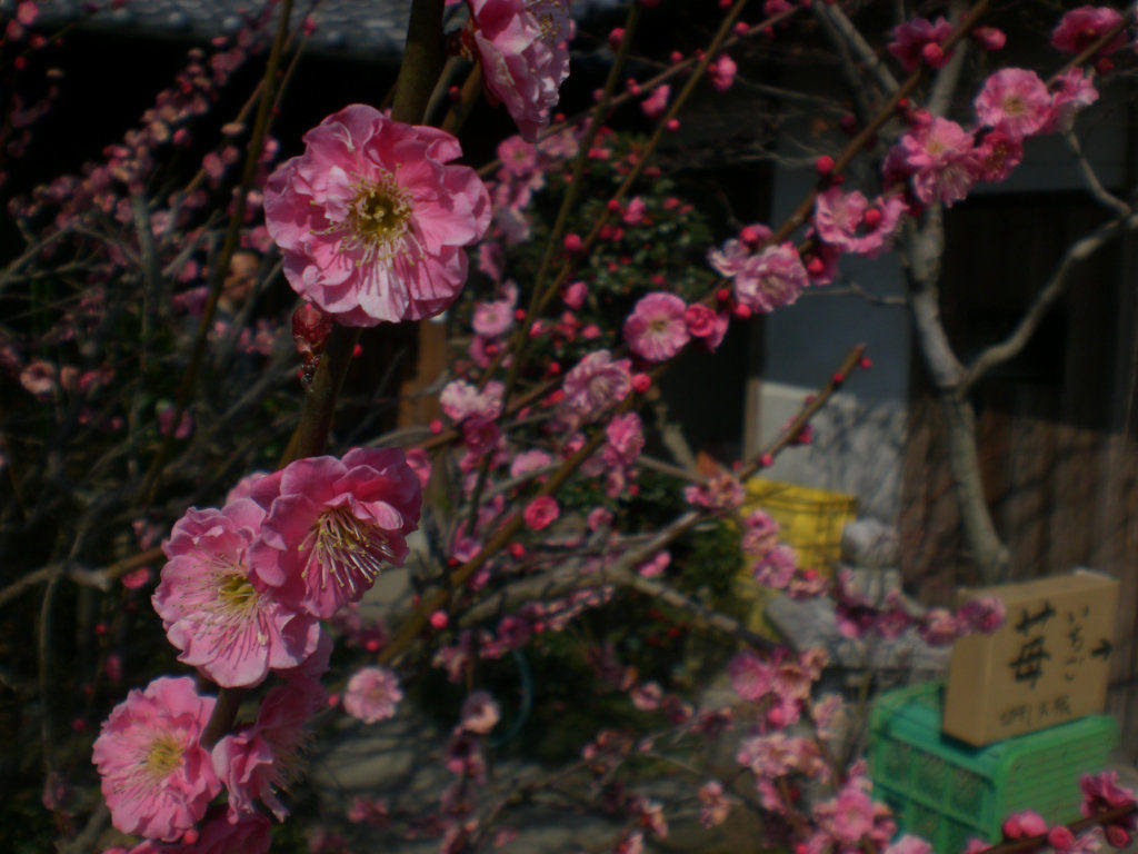 Stawberries with blossoms