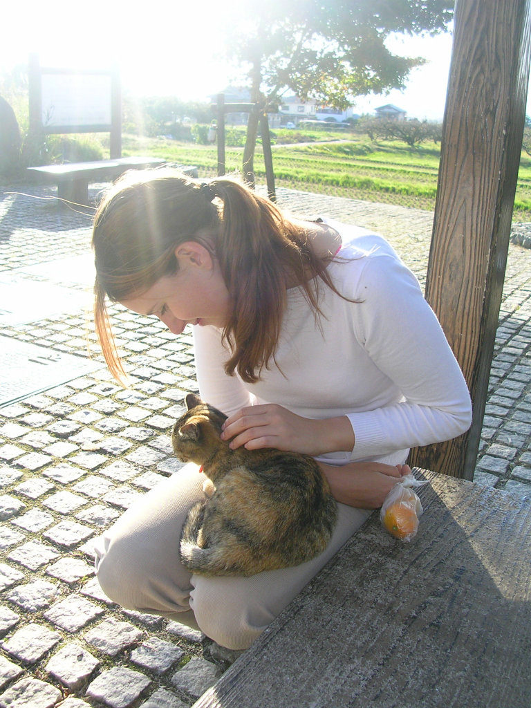 Cats near the sumo shrine