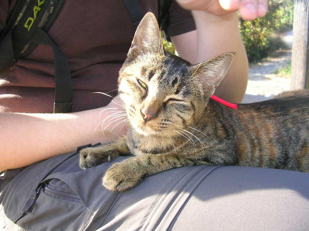 Cats on the Yamanobe no michi