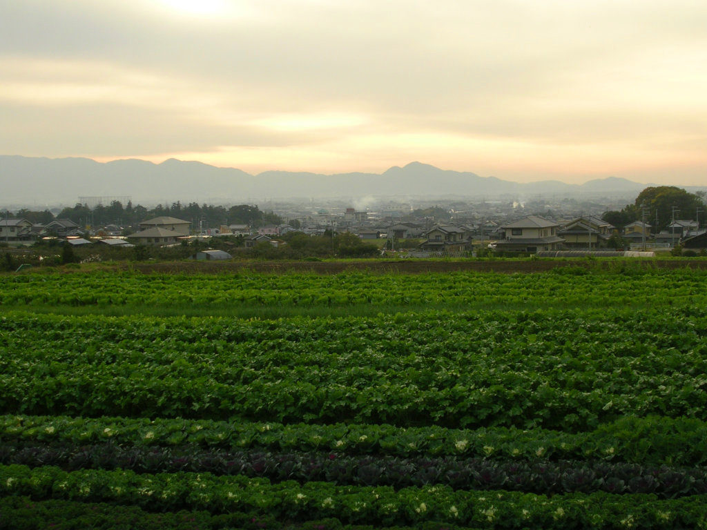 Cabbage countryside views