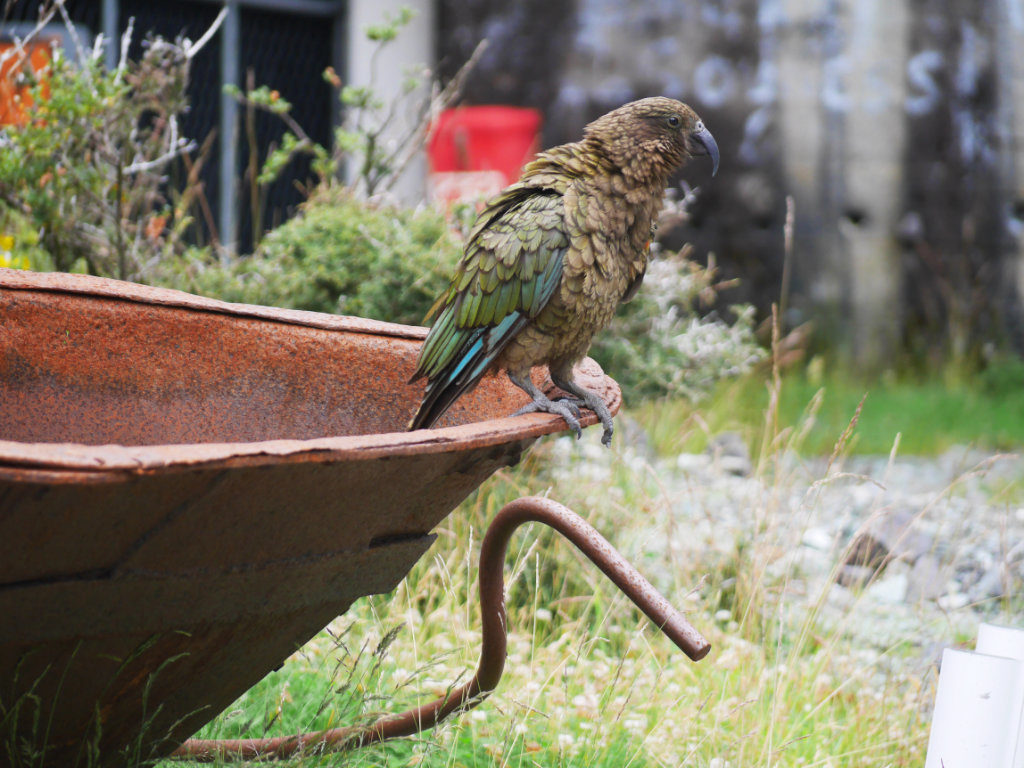 Kea in a wheelbarrow