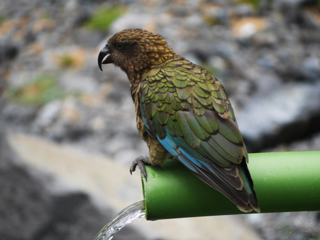 Meeting a Kea