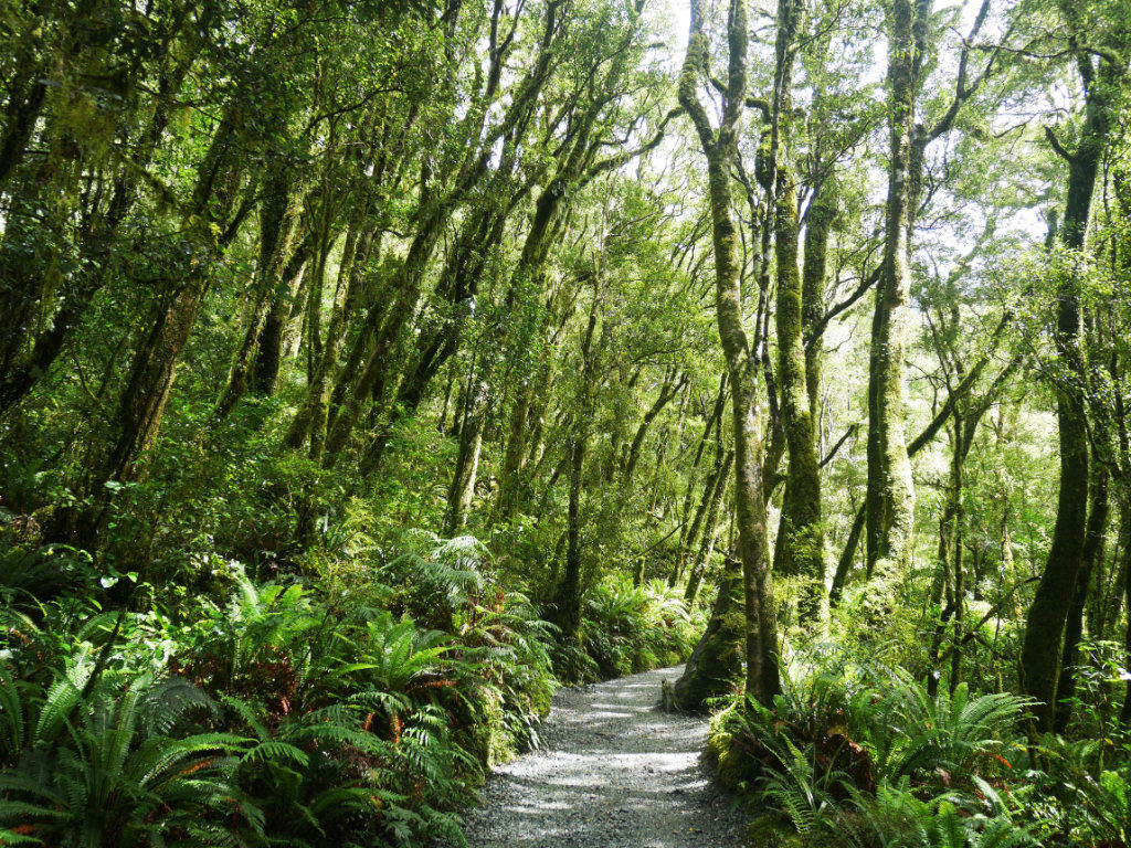 The forest on the way to the Chasm