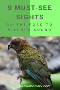 The road to Milford Sound - Kea time!