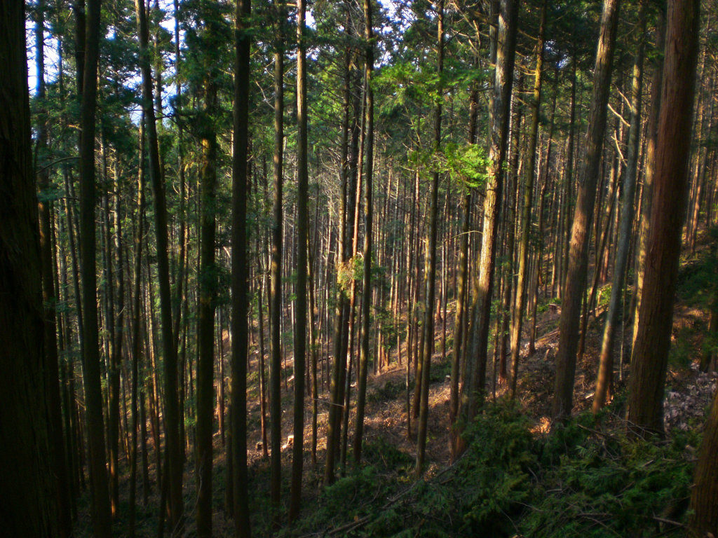 Peeking into the trees on Takatori