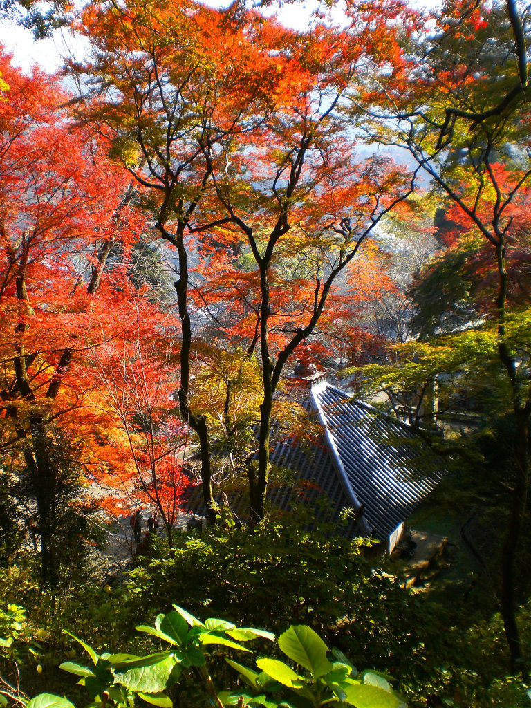 Lovely Hasedera momiji