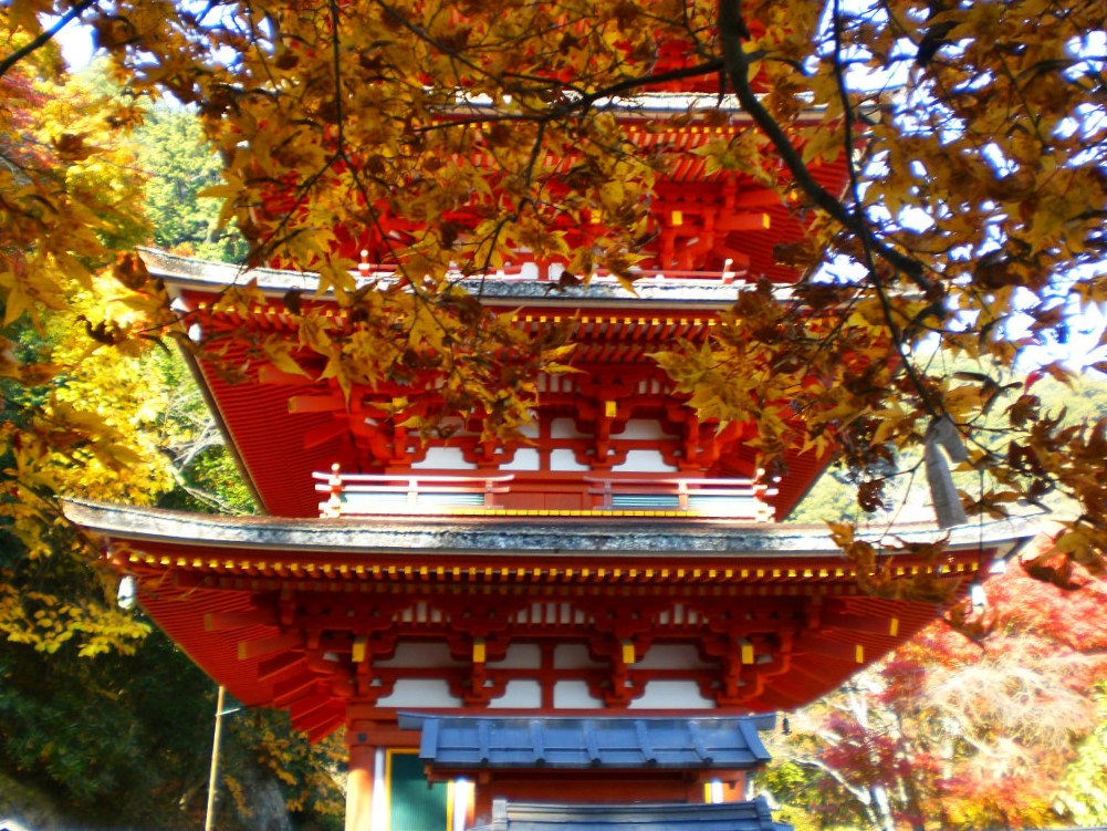 Hasedera views