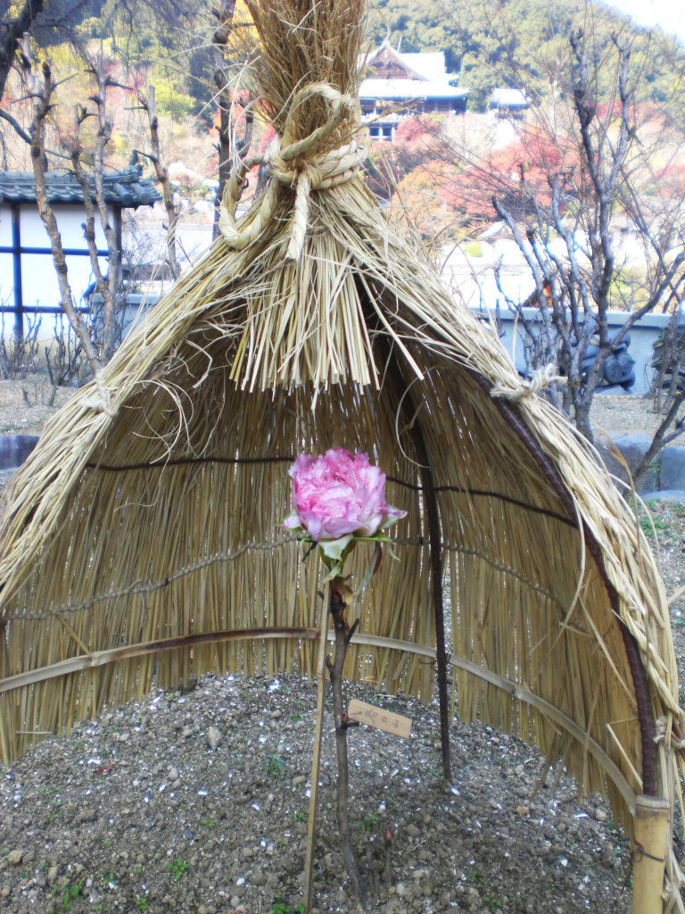 Winter peony protected from snow