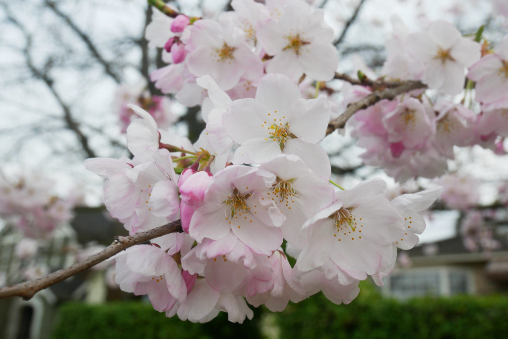 Close up of the sakura blossoms - Sargent Cherry 