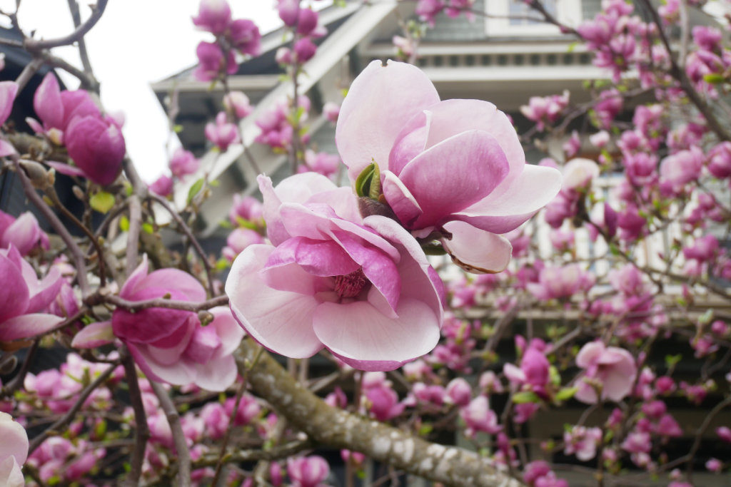 Beeeautiful magnolia near 22nd and Main