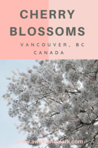 Vancouver's best blossoms - cherry blossoms