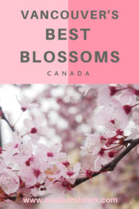 Cherry Blossom season in Vancouver 2019