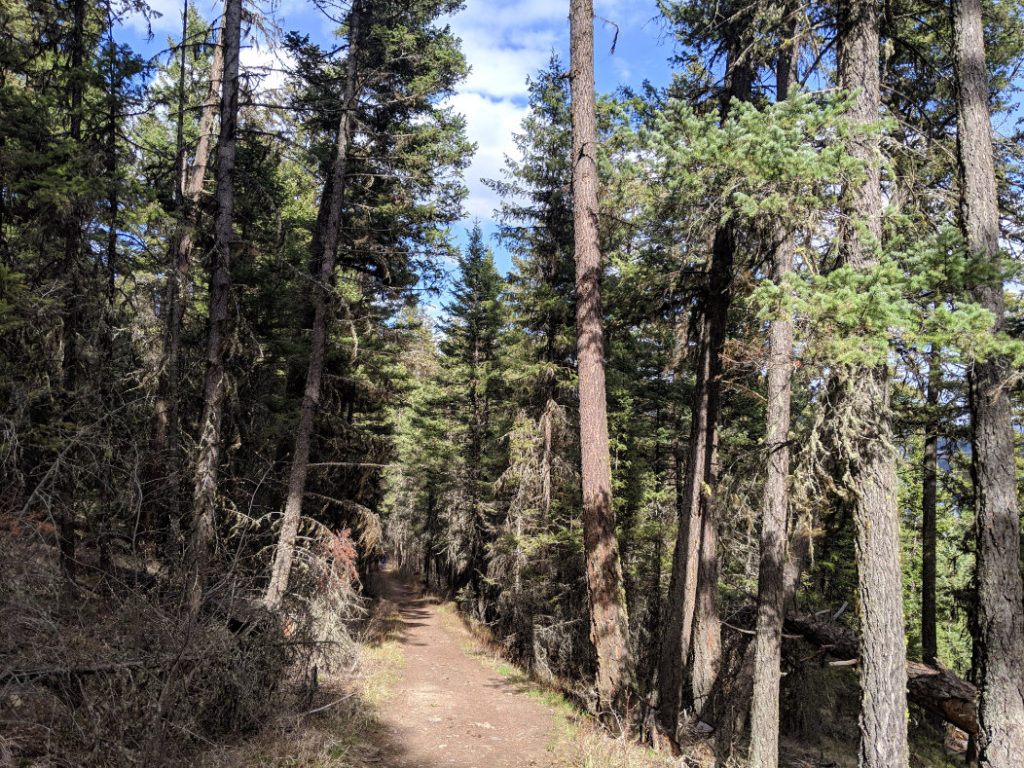 Gibraltar Rock trail through the forest