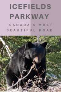 Wildlife along the Icefields Parkway