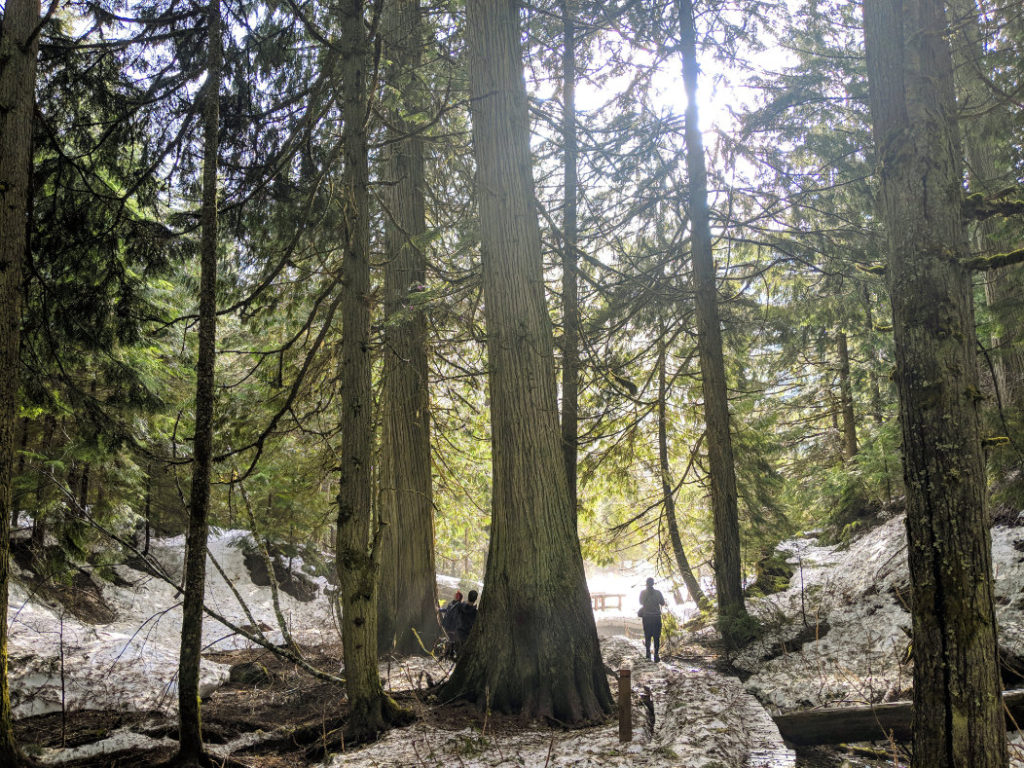 You'll feel so tiny compared to the cedars