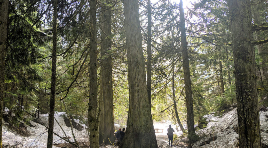 You'll feel so tiny compared to the cedars