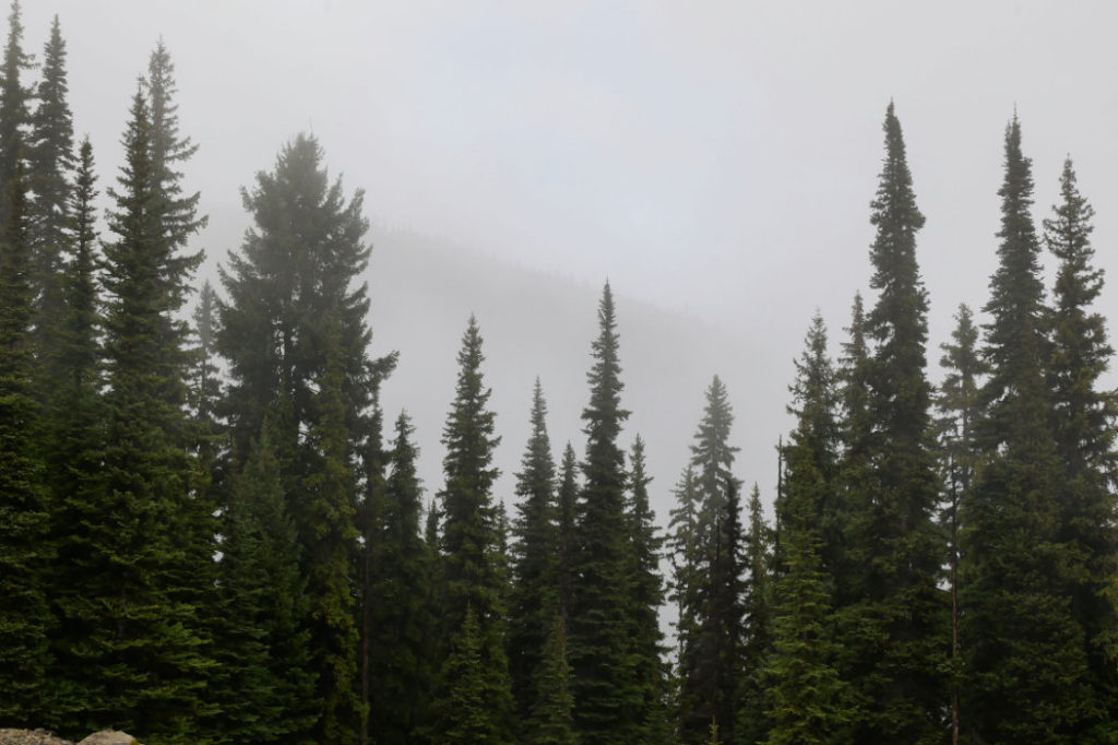Forest views from the start of the Dry Ridge Trail