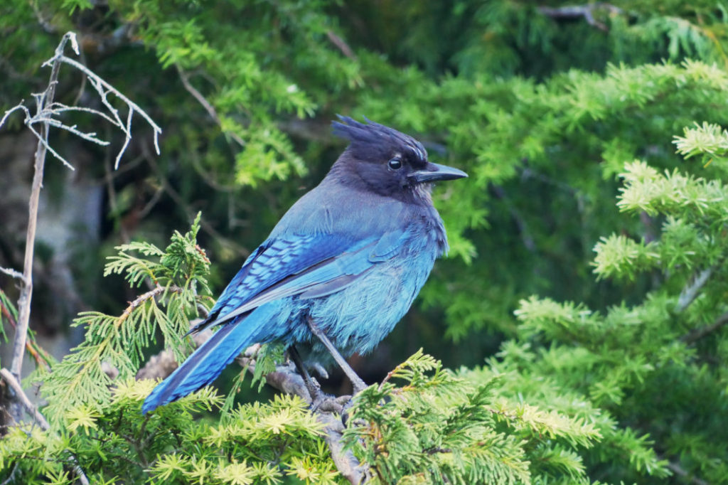 Steller's jay posing by Bowen Lookout