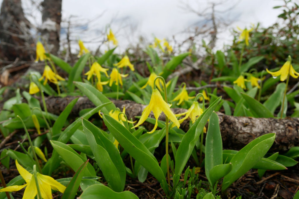 Glacier lillies on the Dry Ridge Trail
