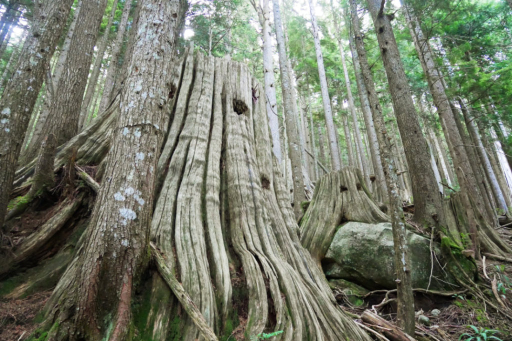 Amazing trees on the path close to Norvan Falls