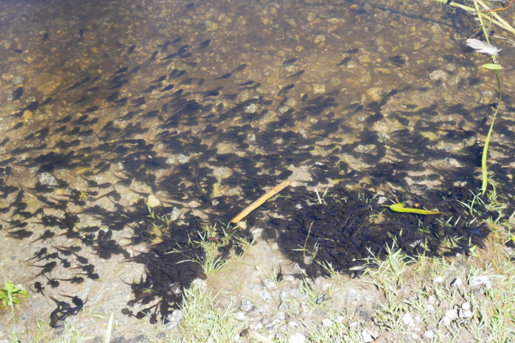 Frog spawn in Minnekhada Regional Park