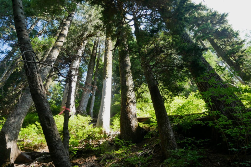 Tree bathing in the path up to Norvan pass