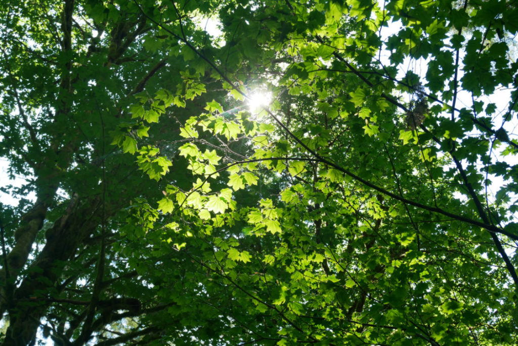 Trees in Minnekhada Regional Park