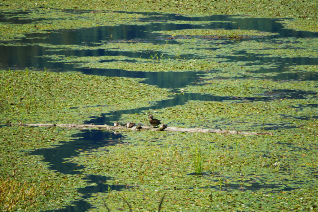 Back to the swamp
