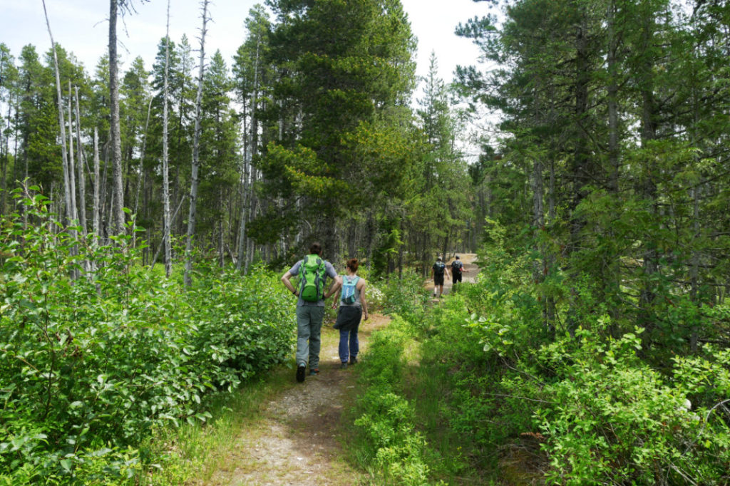 Easy flat section on the Lava Lake trail