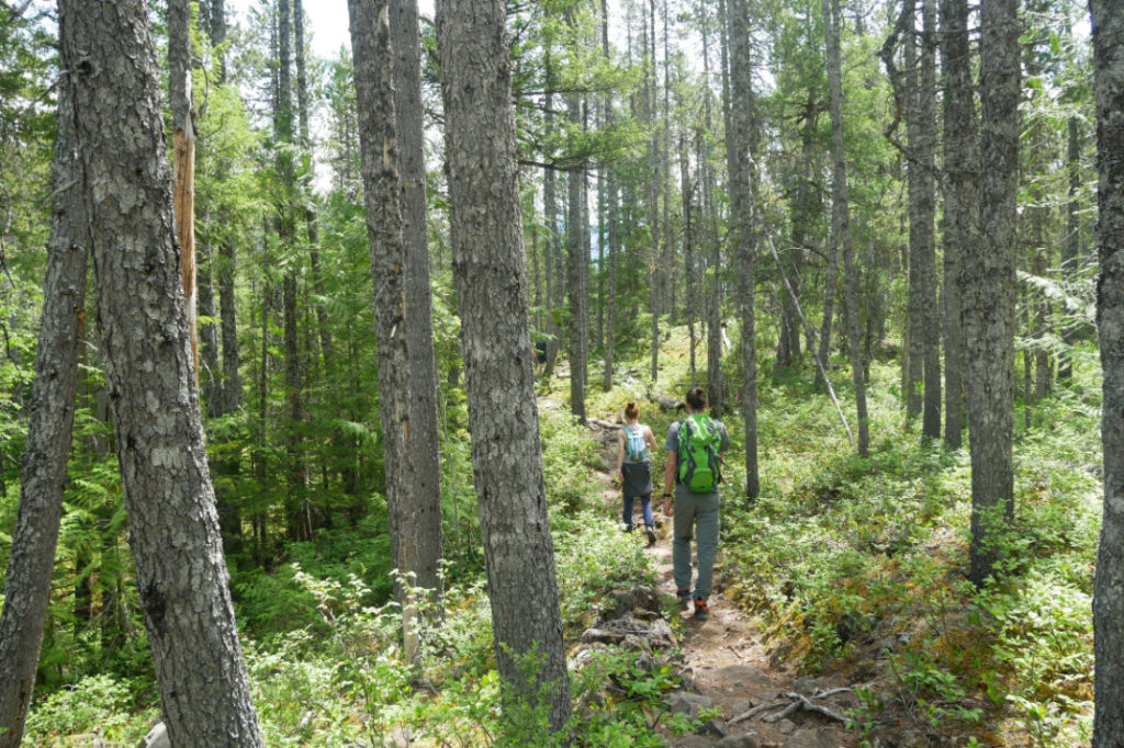 Heading up again through the forest