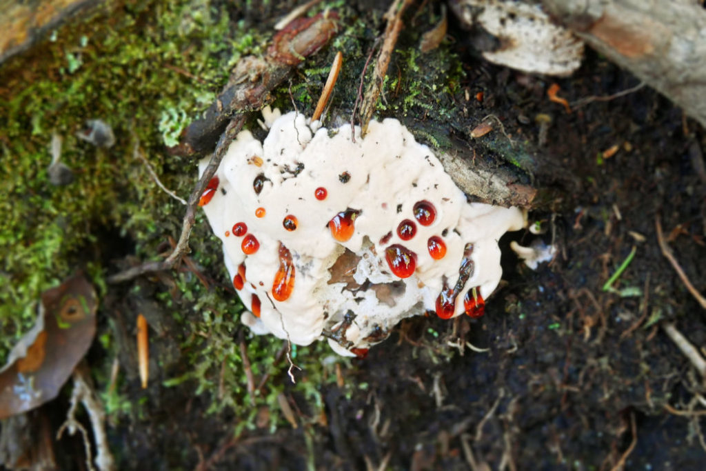 Strawberries and Cream mushroom - Bleeding mushroom