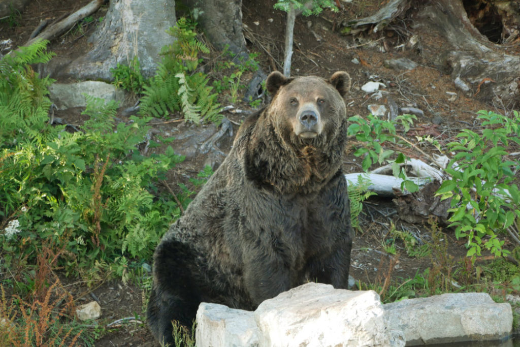 The bears were out and gorgeus on Grouse Mountain