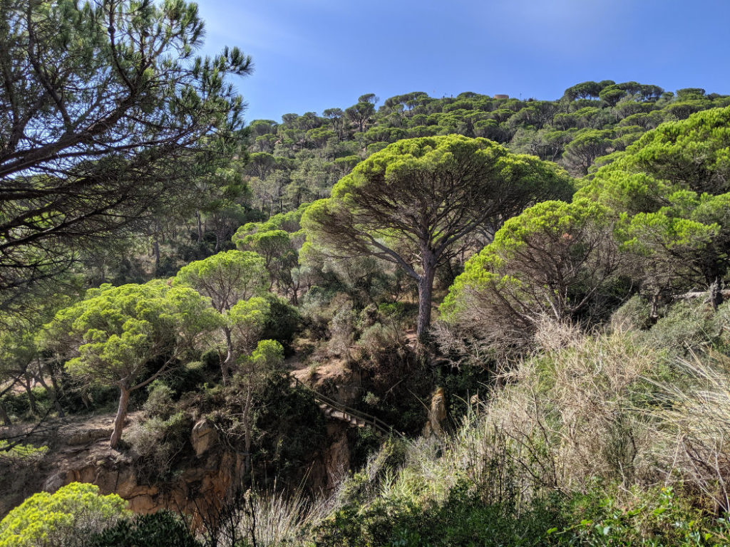 Gorgeous trees on the Costa Brava