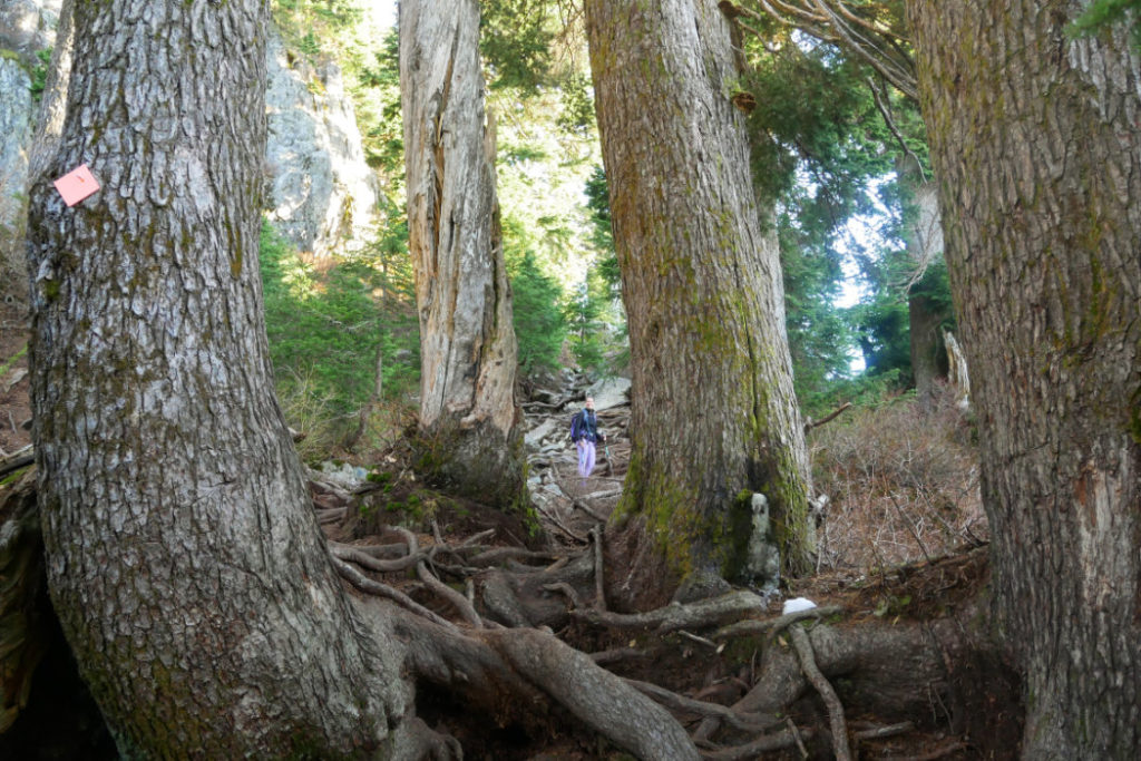 Massive trees and teeny Lisa