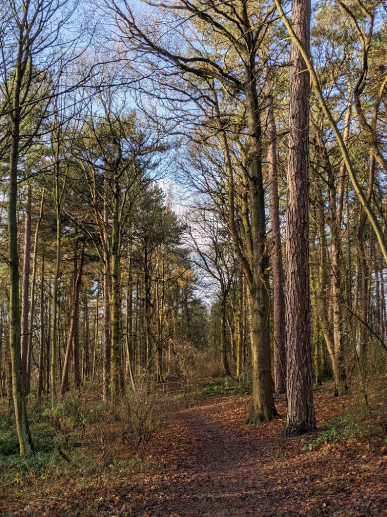 Burntstump Country Park trees