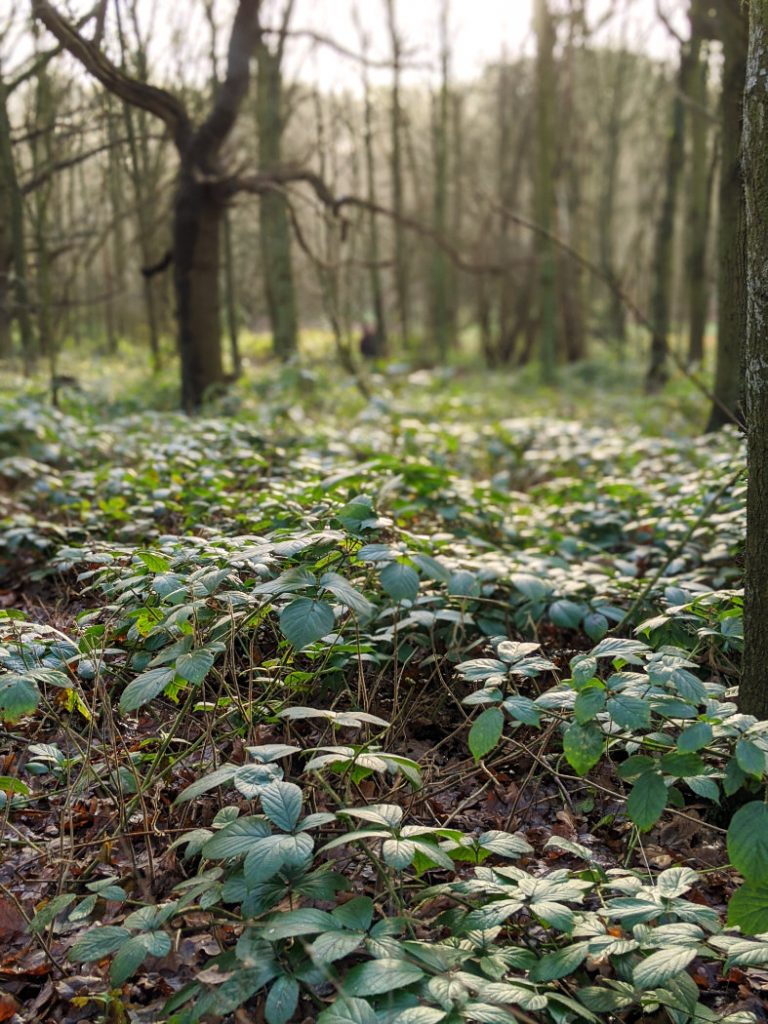 Burntstump Country Park undergrowth