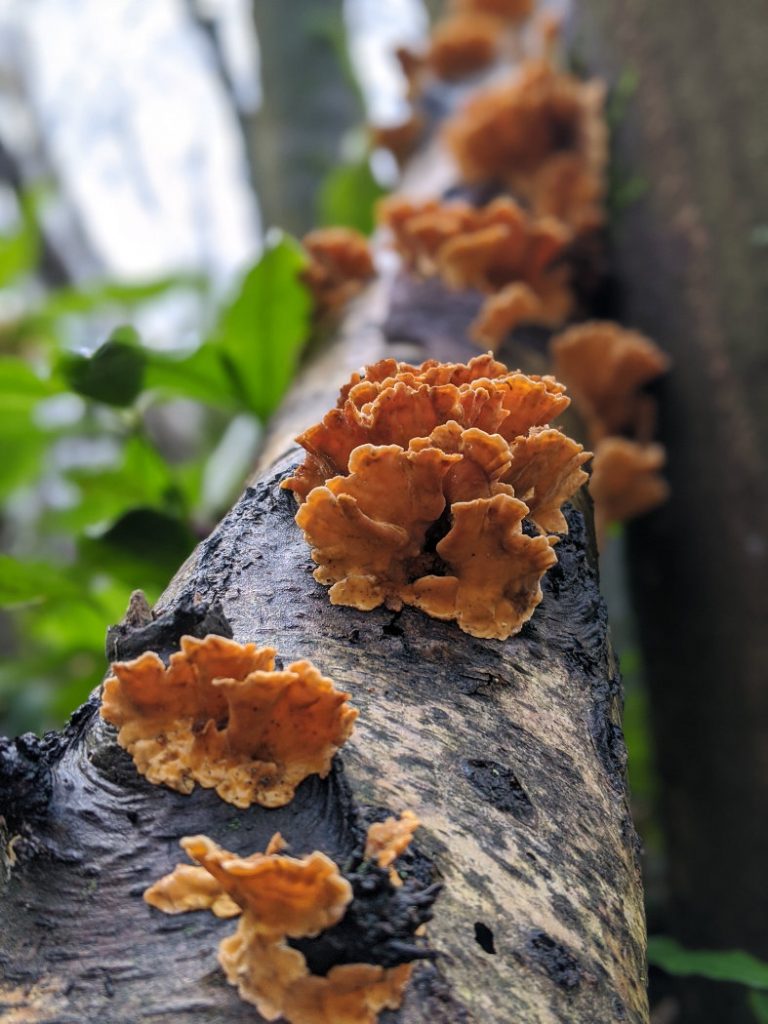 mushrooms near Nottingham on the trees