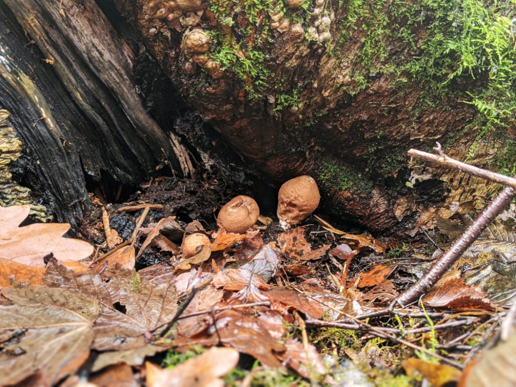 mushrooms near Nottingham -puffballs