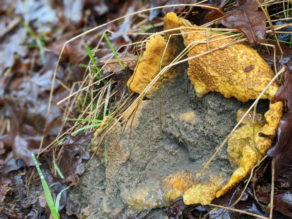 mushrooms near Nottingham -this one turned to slime