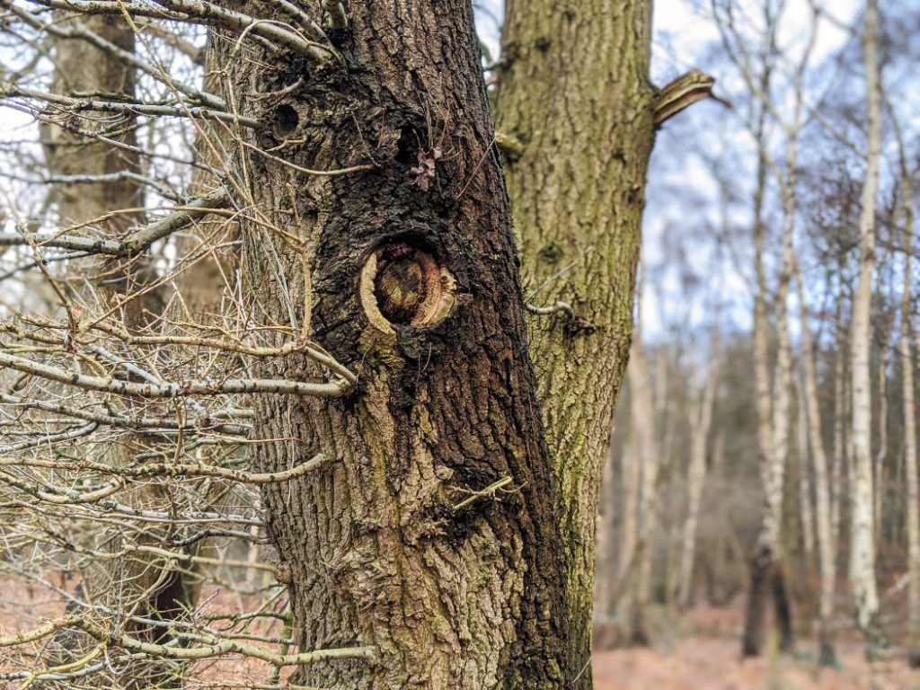 Faces in Sansom Wood