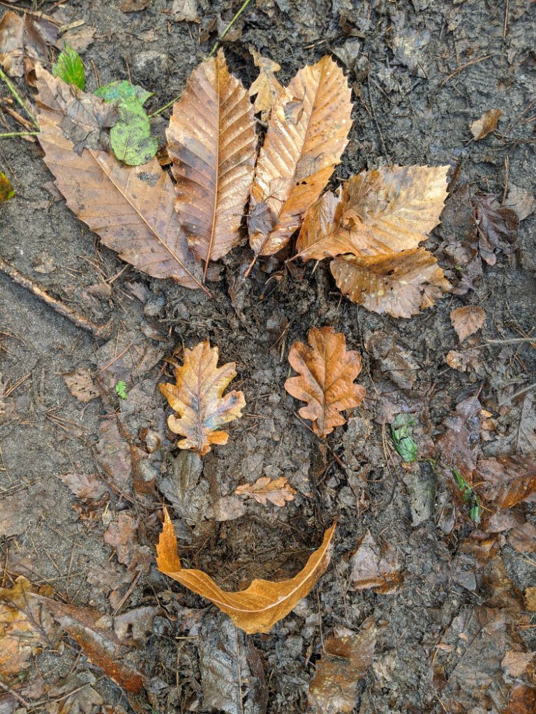 Faces in Sansom Wood with leaves