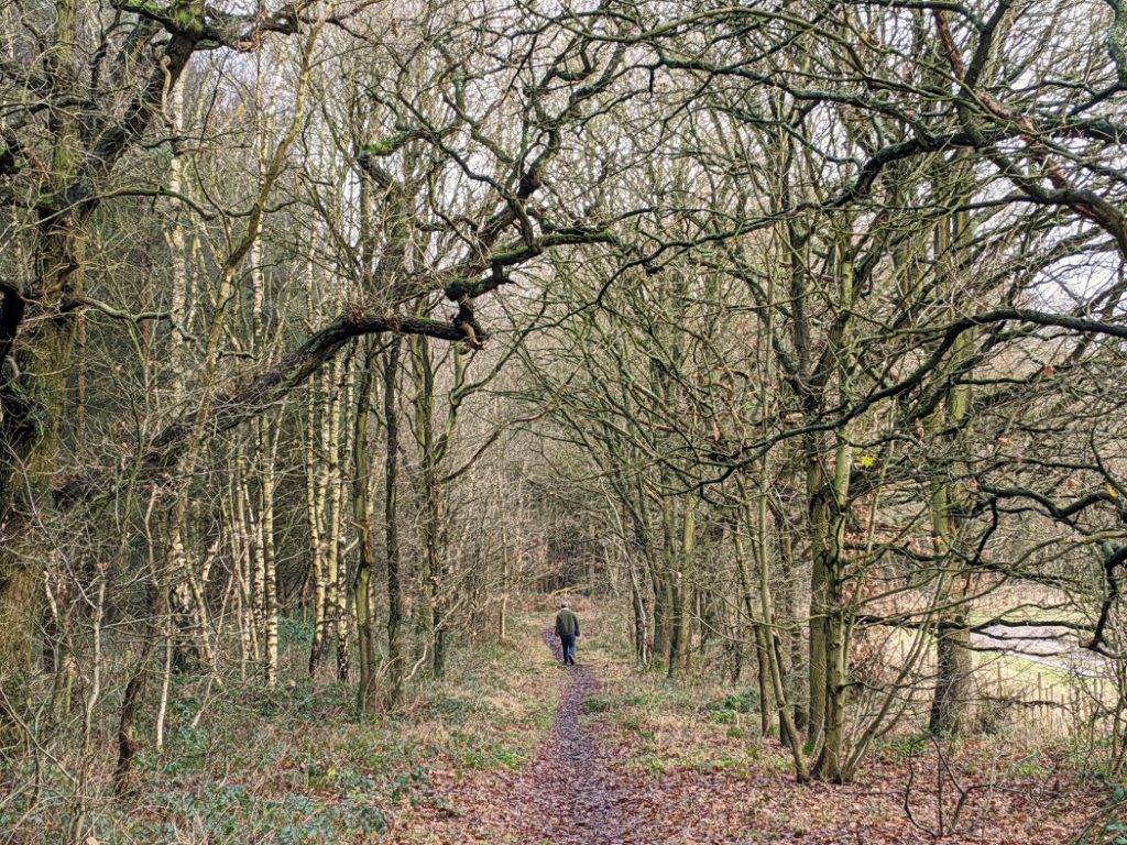 Trees in Sansom Wood