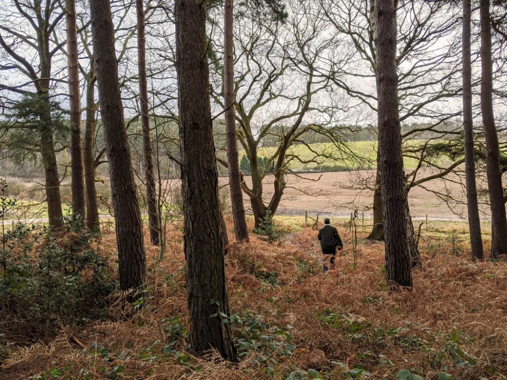 Edge of Sansom wood