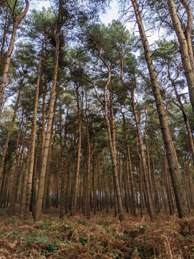 Near the edge of Sansom Wood