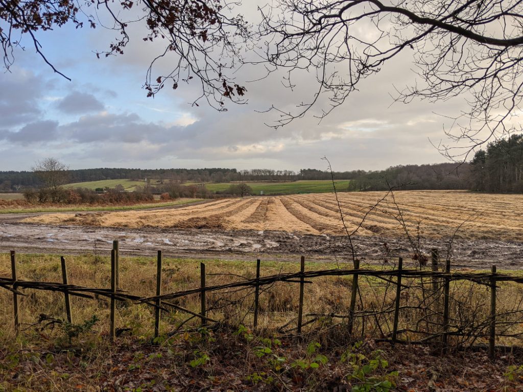 Views from Sansom Wood