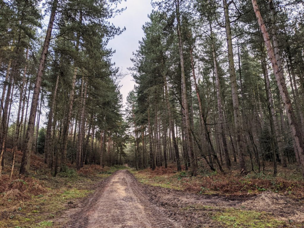 Watchwood plantation