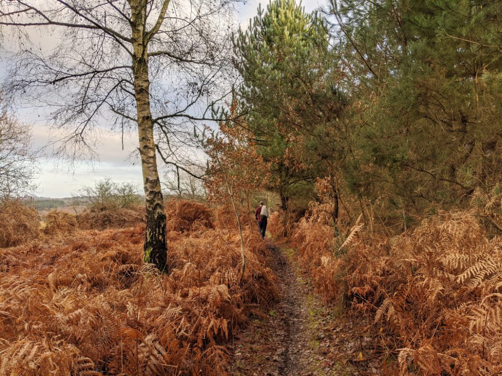 Around the edge of the Watchwood plantation