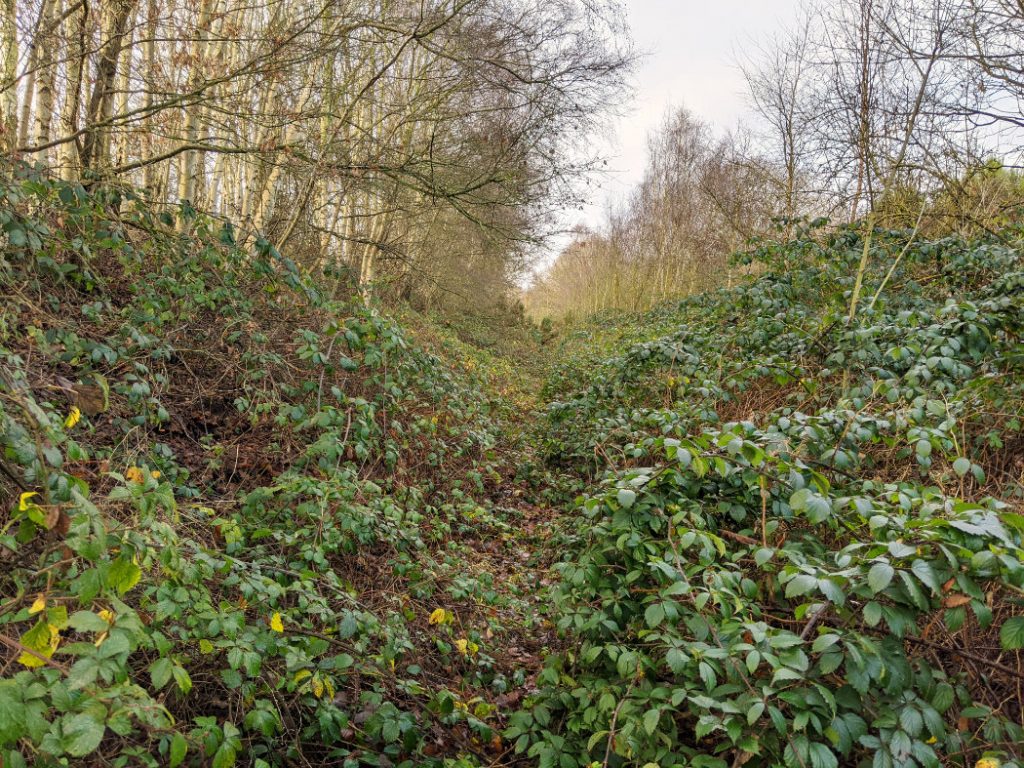 Some paths in the Watchwood plantation are very overgrown with brambles