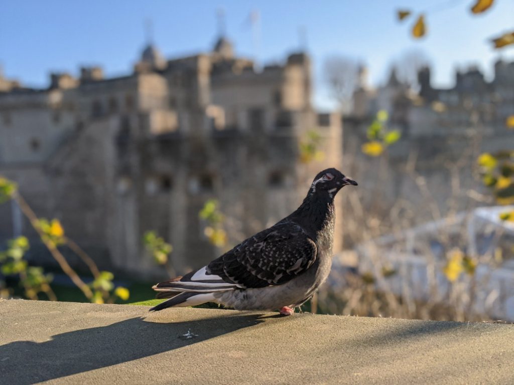 Dodgy Pigeon near the Tower of London